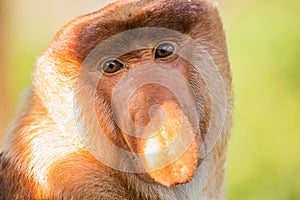 Portrait of fabulous long-nosed monkey