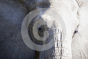 Portrait of the face of an African elephant in the African savannah