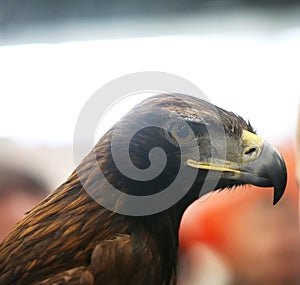 Portrait face of a beautiful young predator eagle