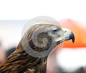 Portrait face of a beautiful young predator eagle