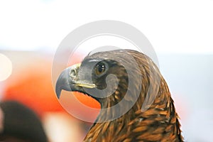Portrait face of a beautiful young predator eagle