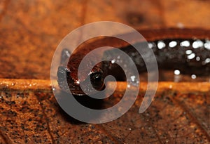 Portrait of the face of a California Slender Salamander