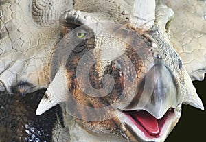 A Portrait of the Face of a Ceratopsid Dinosaur