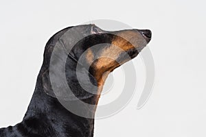 Portrait of face of a dachshund dogs, black and tan, look up at the master, on gray background