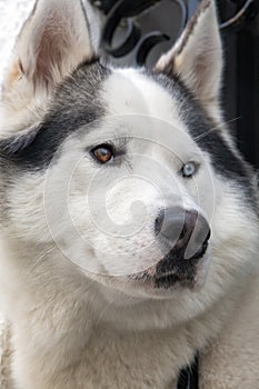 Portrait of the face of a Siberian husky dog