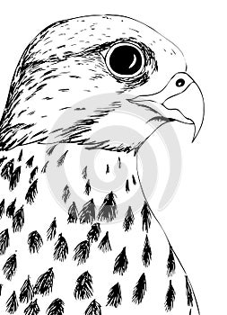 Portrait of a Falcon.