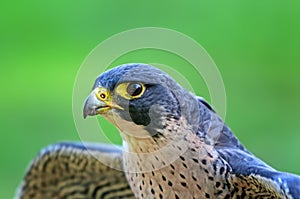 Portrait of the falcon