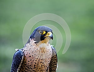 Portrait of the falcon