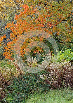 portrait of Fall colors scene with orange color sugar maple tree and grasses