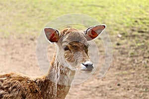 Portrait of fallow deer Cervidae