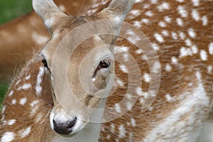 Portrait of a Fallow Deer (Dama dama)