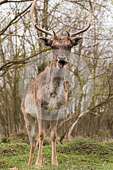 Portrait of a fallow deer in the forest, beautiful antlers feeding it with joy