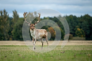 Portrait of a fallow deer stag