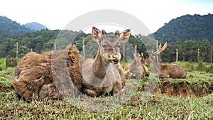 Portrait of family of deer