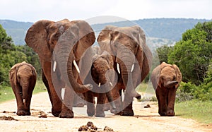 A portrait of a family of elephants