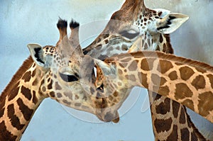 Portrait of a family of giraffes