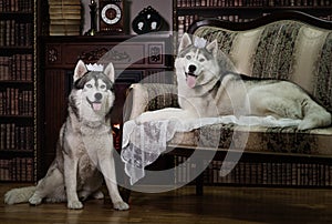 Portrait family husky dog