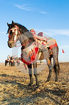 Portrait of fantasia horse.