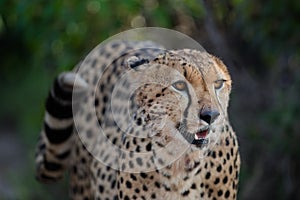 Portrait fantastic cheetah