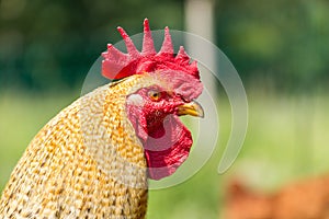 Portrait of farm chicken