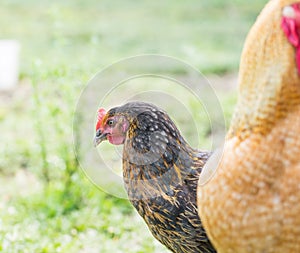 Portrait of farm chicken
