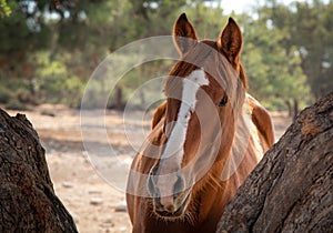 Portrait of a farm horse animal in the field