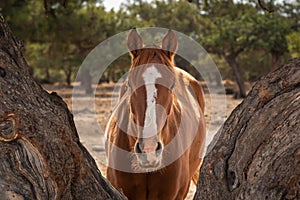 Portrait of a farm horse animal in the field