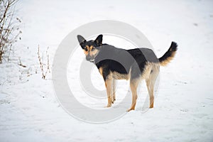 portrait of a farm mongrel dog in winter