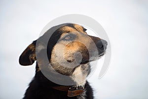 portrait of a farm mongrel dog in winter