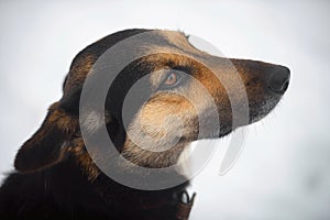 portrait of a farm mongrel dog in winter