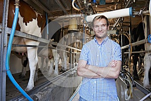 Portrait Of Farmer With Cattle In Milking Shed