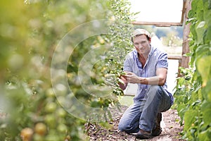 Portrait Of Farmer Checking Tomato Plants In Greenhouse