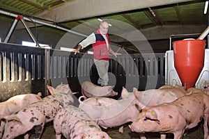 Portrait of a farmer on a pig farm