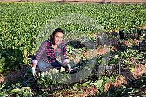 Portrait of farmer woman with chard crop box at field