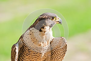 Portrait of the fastest wild bird of prey falcon or hawk