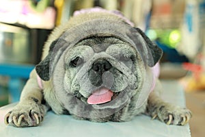 Portrait of a fat dog, cute, old dog, smiling with tongue, funny face, well-behaved dog, sitting on a table.