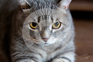 Portrait of fat tabby british cat with big eyes looking at camera