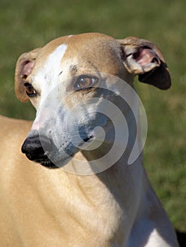 Portrait of fawn whippet head