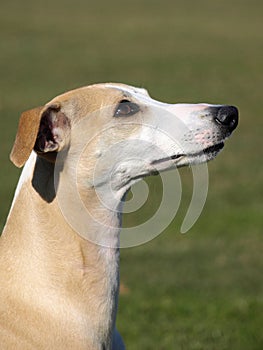 Portrait of fawn whippet head