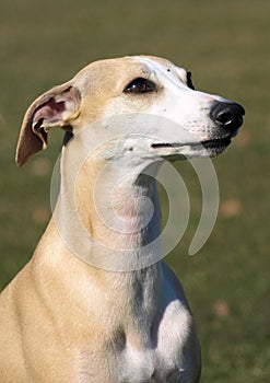 Portrait of fawn whippet head