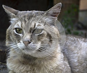 Portrait of fearsome highbred cat