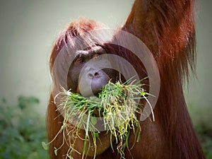 Portrait of a feeding monkey