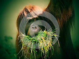 Portrait of a feeding monkey