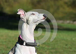 Portrait of a femail whippet dog