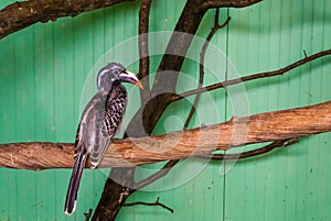 Portrait of a female african grey hornbill sitting on a tree branch, tropical bird from africa