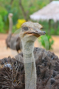 Portrait of Female African Ostrich