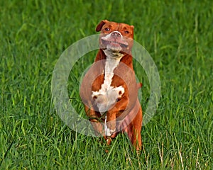 Portrait of female american pitbull terrier in nature