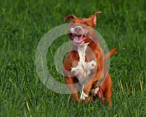 Portrait of female american pitbull terrier in nature dog in nature