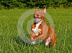 Portrait of female american pitbull terrier in nature dog in nature