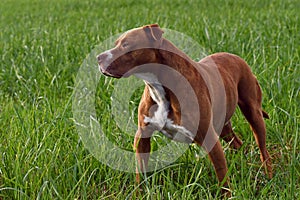 Portrait of female american pitbull terrier in nature dog in nature